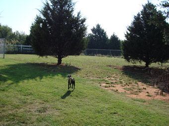 perry in the yard